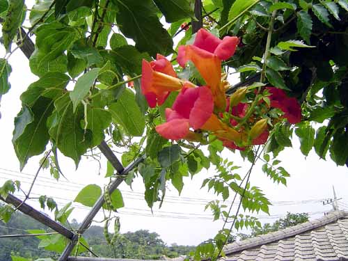 동부콩이 옆에 보이지요? 대문 앞에 한 그루 심어보세요. 